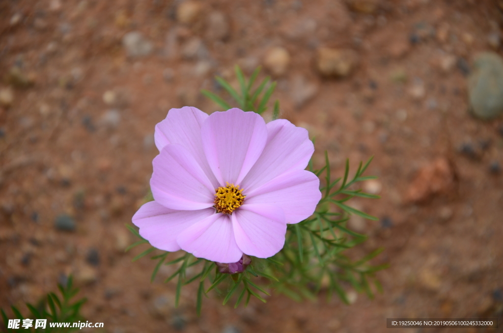 小花