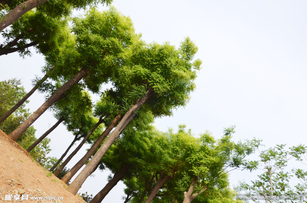 松树  假山  石林  针叶松