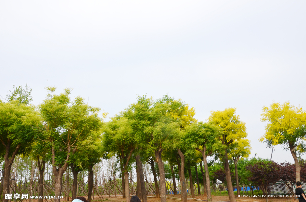 绿树  树木  天空  树林