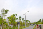 绿树  树木  天空  树林