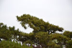 松树  假山  石林  针叶松