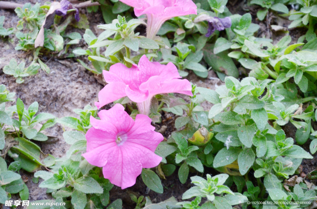 花蕾 玫瑰 花 自然 月季 美