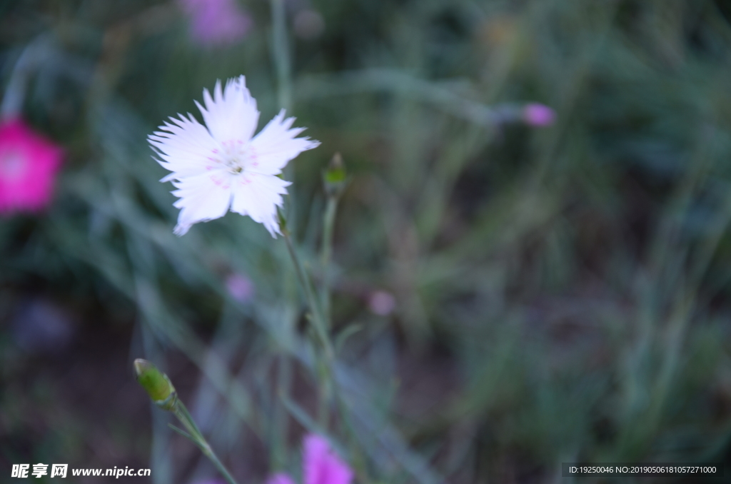 花蕾 玫瑰 花 自然 月季 美