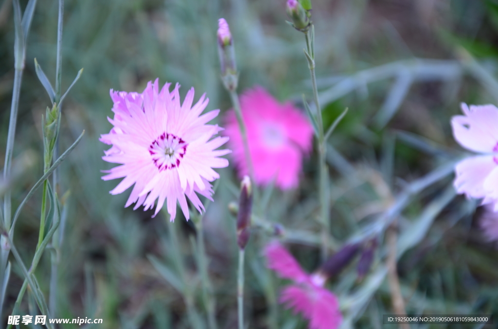 花蕾 玫瑰 花 自然 月季 美