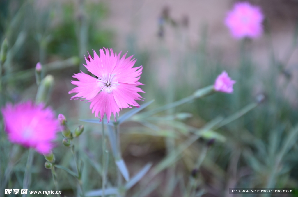 花蕾 玫瑰 花 自然 月季 美