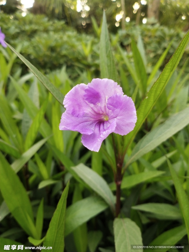 牵牛花