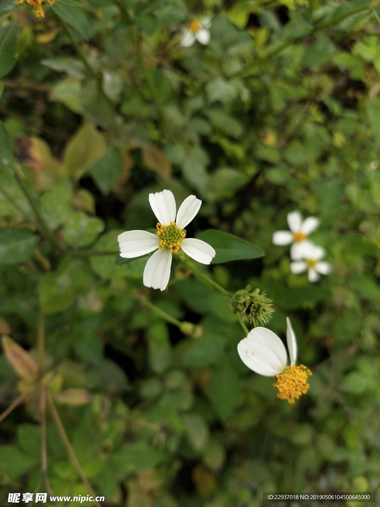 白花鬼针草