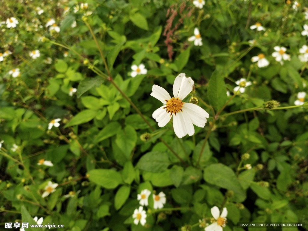 白花鬼针草