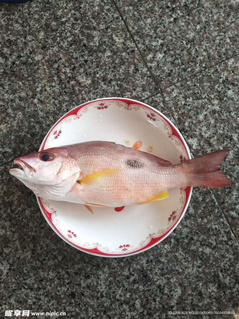 黑星笛鲷 红点鱼 红鱼 火点鱼