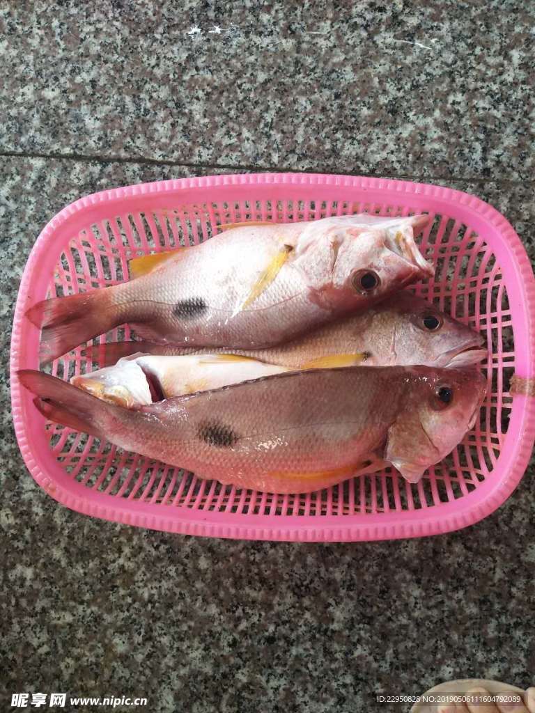 黑星笛鲷 红点鱼 红鱼 火点鱼