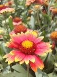 天人菊