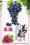 葡萄采摘海报设计