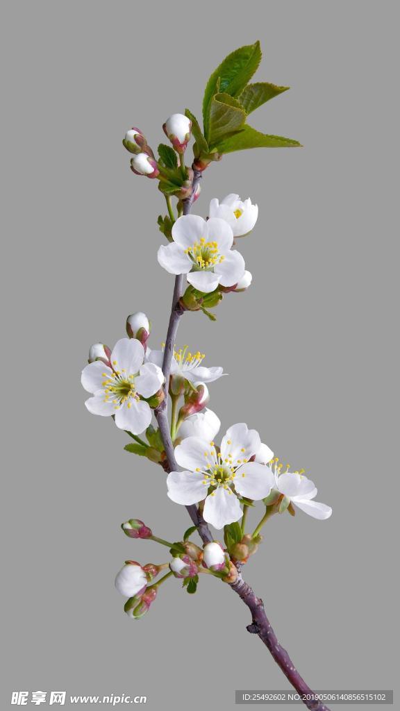 花
