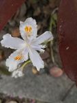 蝴蝶花