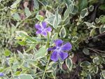 花叶蔓长春花