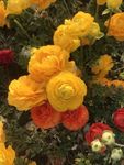 花毛茛
