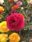 花毛茛