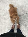 狗