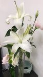 百合花