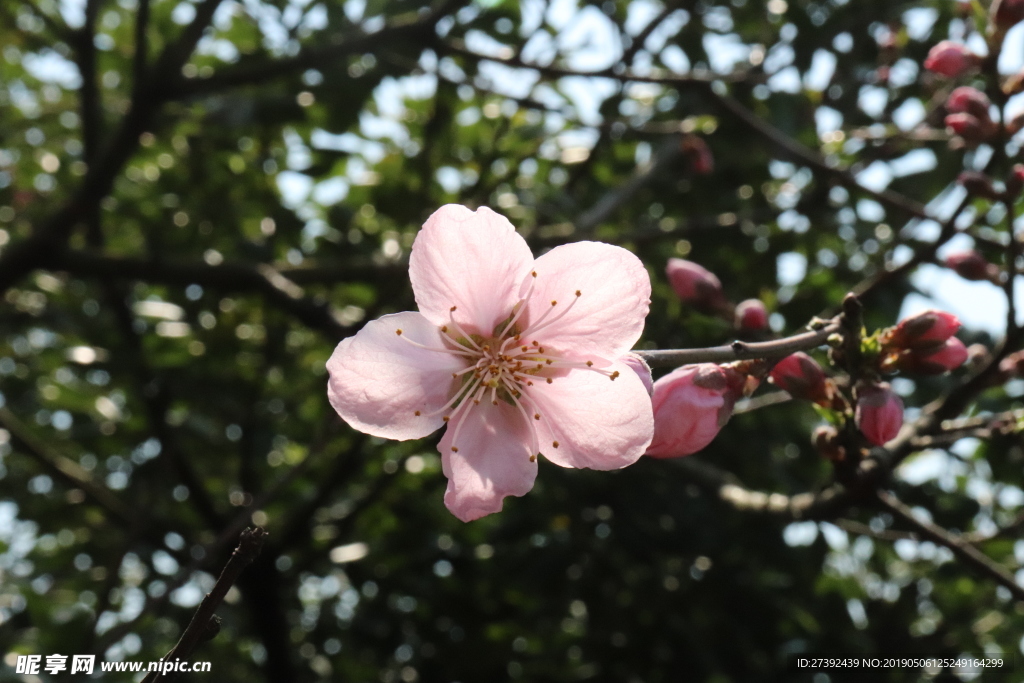 桃花