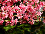 菊花桃