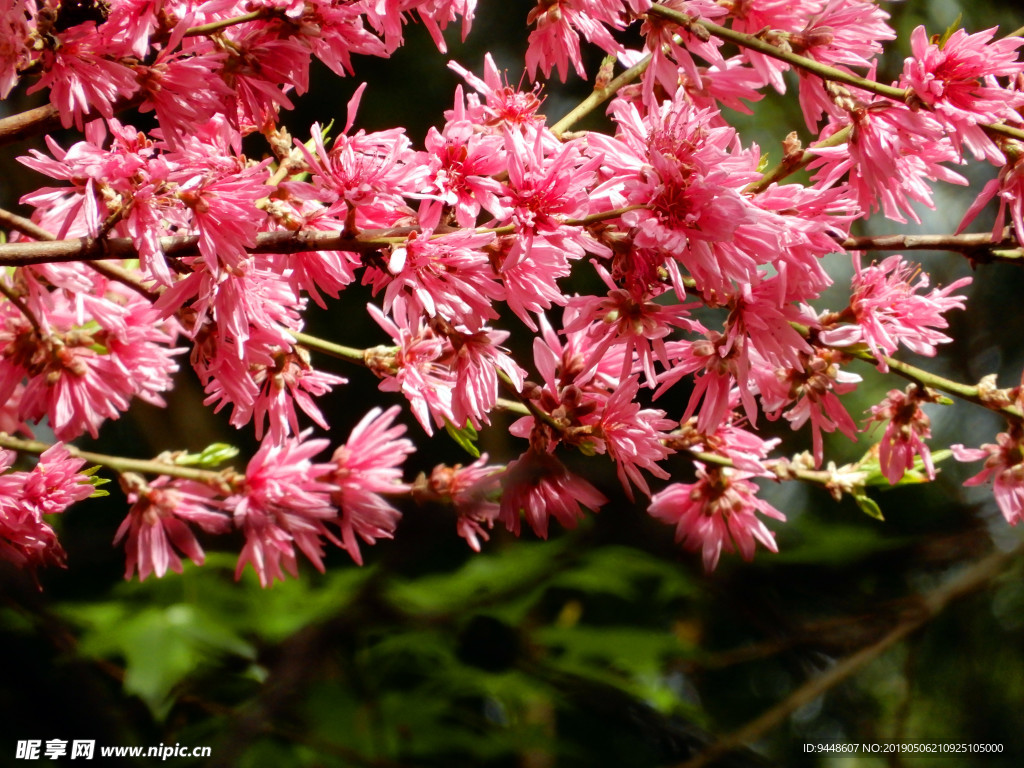 菊花桃