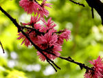菊花桃