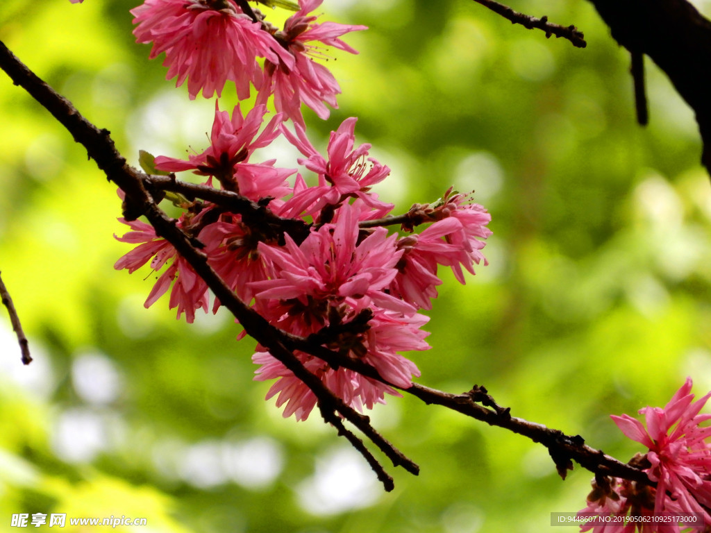 菊花桃