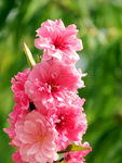 碧桃花