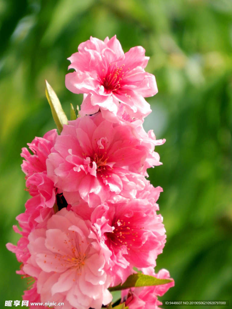 碧桃花