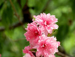 碧桃花