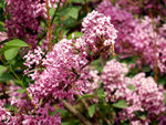 丁香花