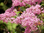 丁香花