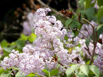 丁香花