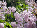 丁香花