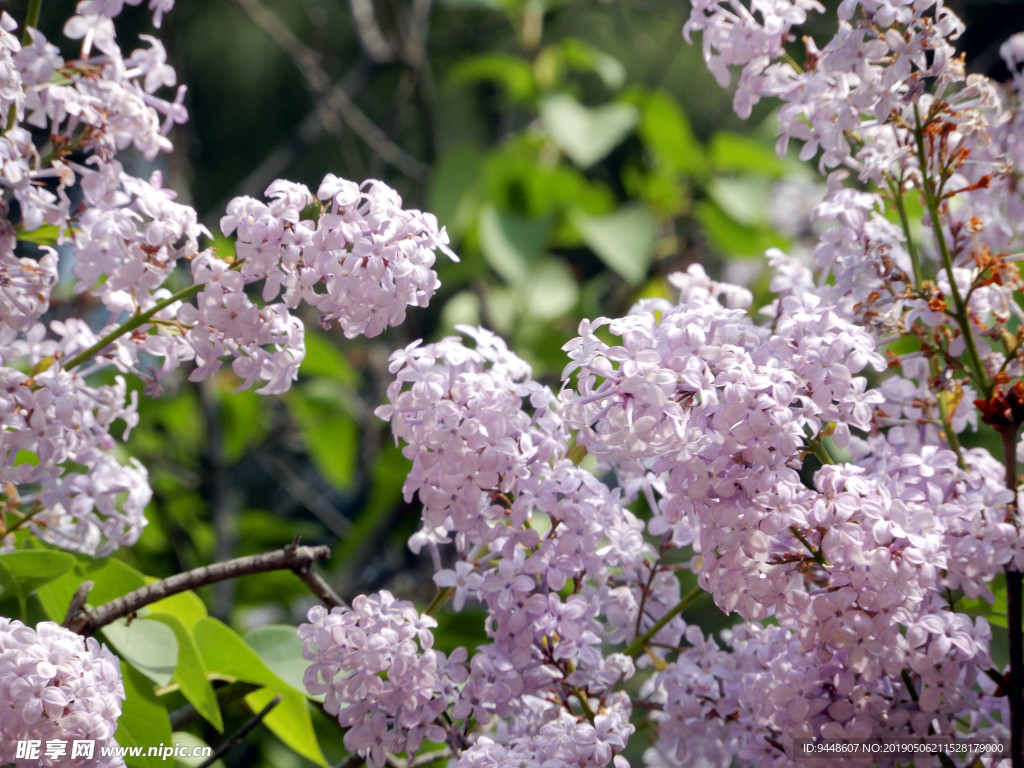 丁香花