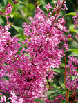 丁香花