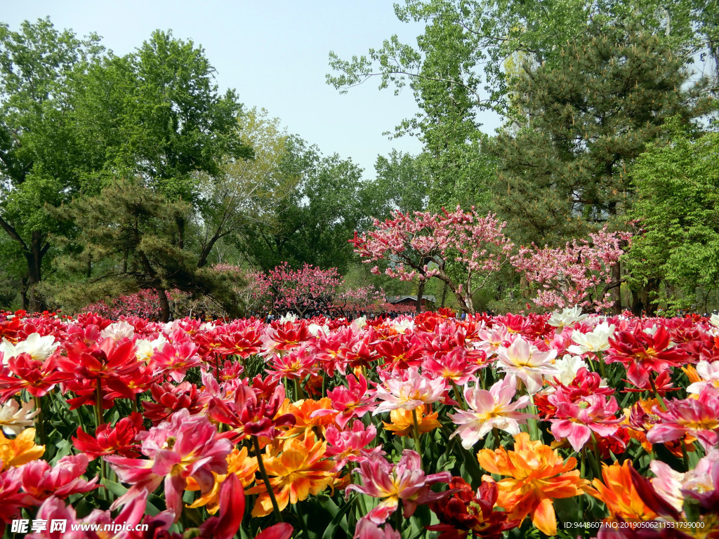 郁金香花海