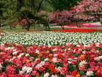 郁金香花海