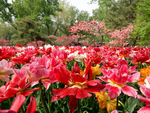 郁金香花海
