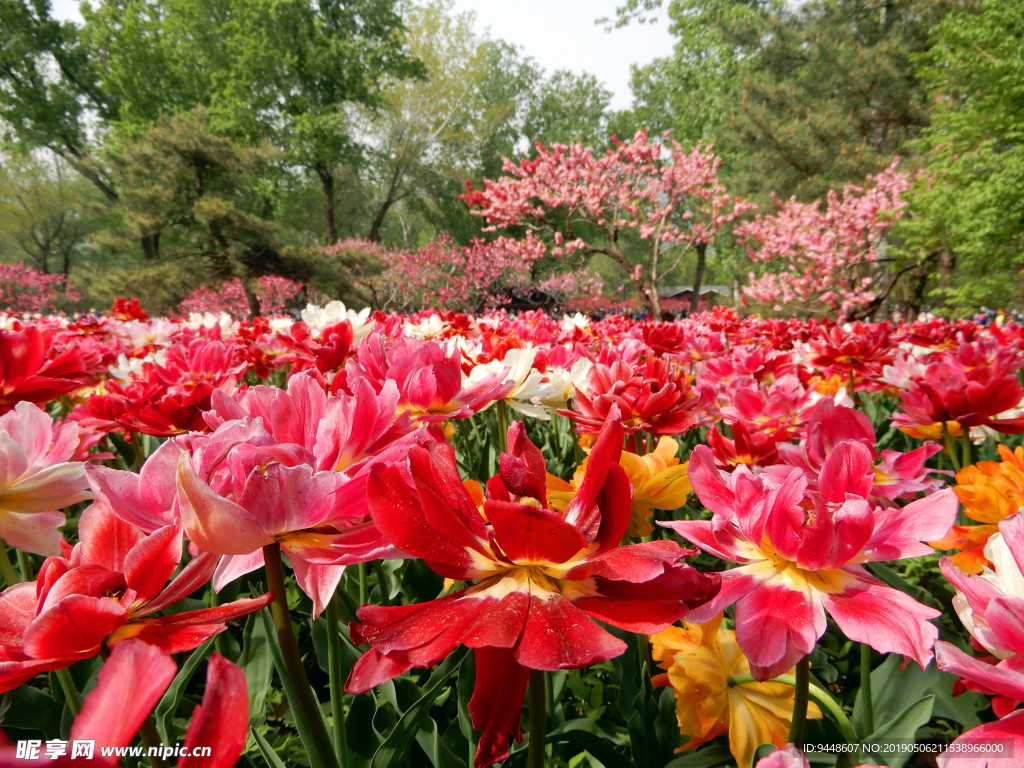 郁金香花海
