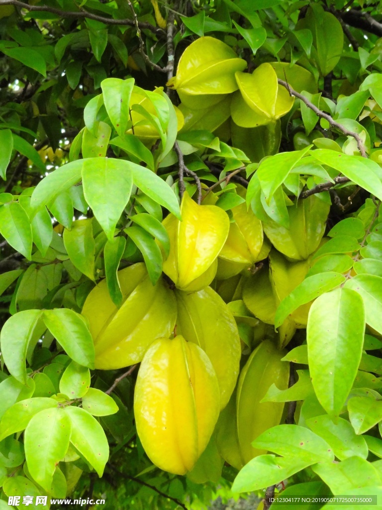杨桃