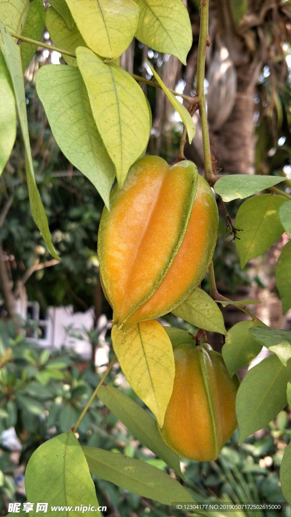 杨桃