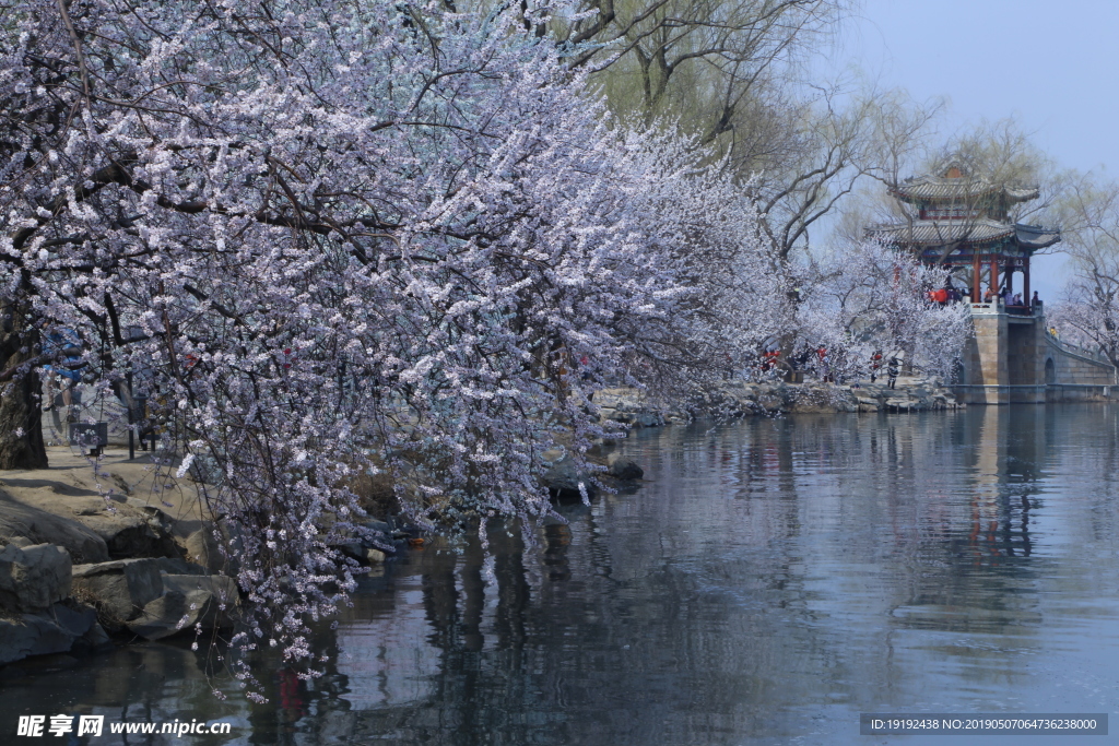 颐和园山桃花