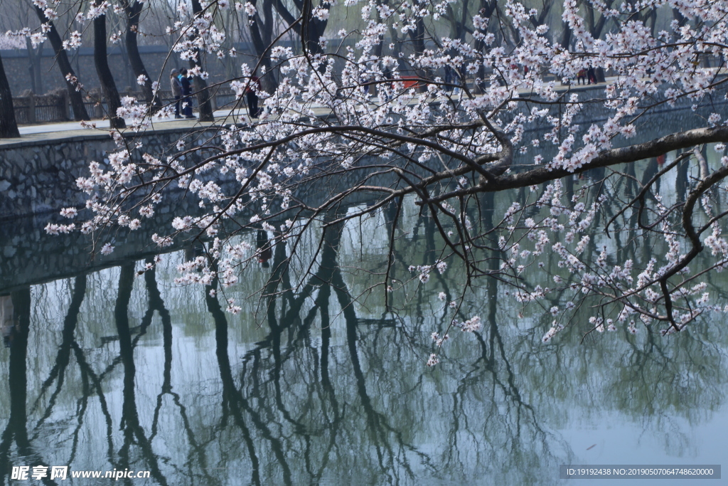 颐和园山桃花