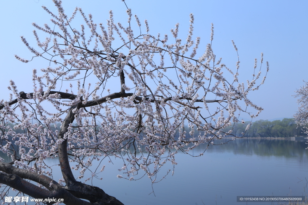 颐和园山桃花