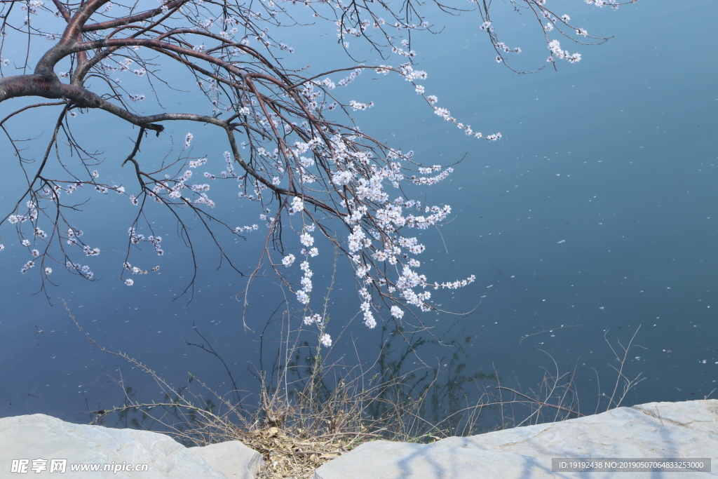 颐和园山桃花