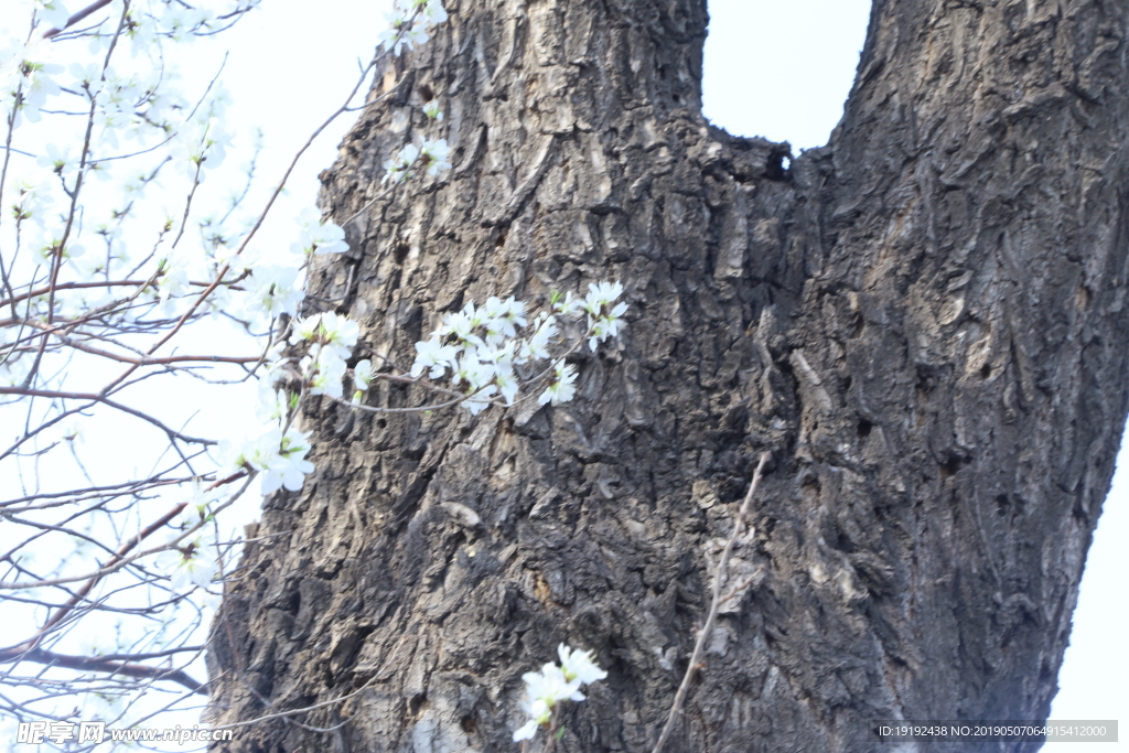 颐和园山桃花