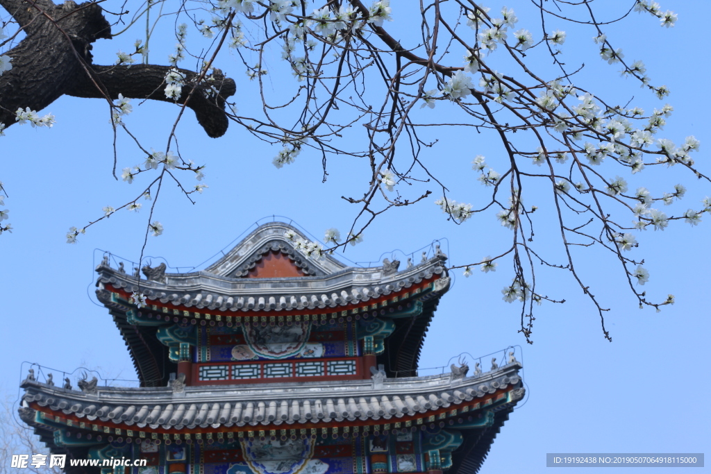 颐和园山桃花