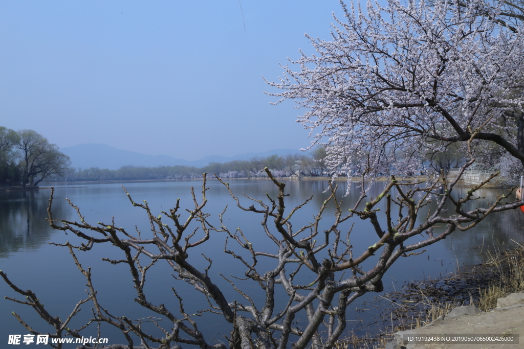 颐和园山桃花